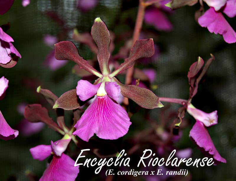 Encyclia Rioclarence